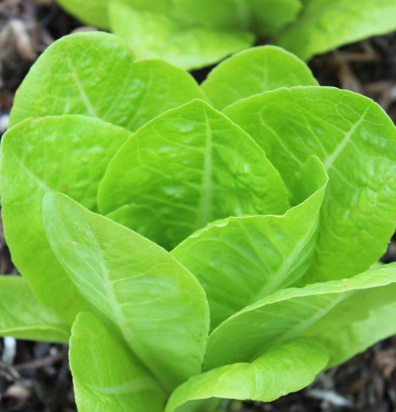 Lettuce Seeds - Jericho, ORGANIC - Sow True Seed