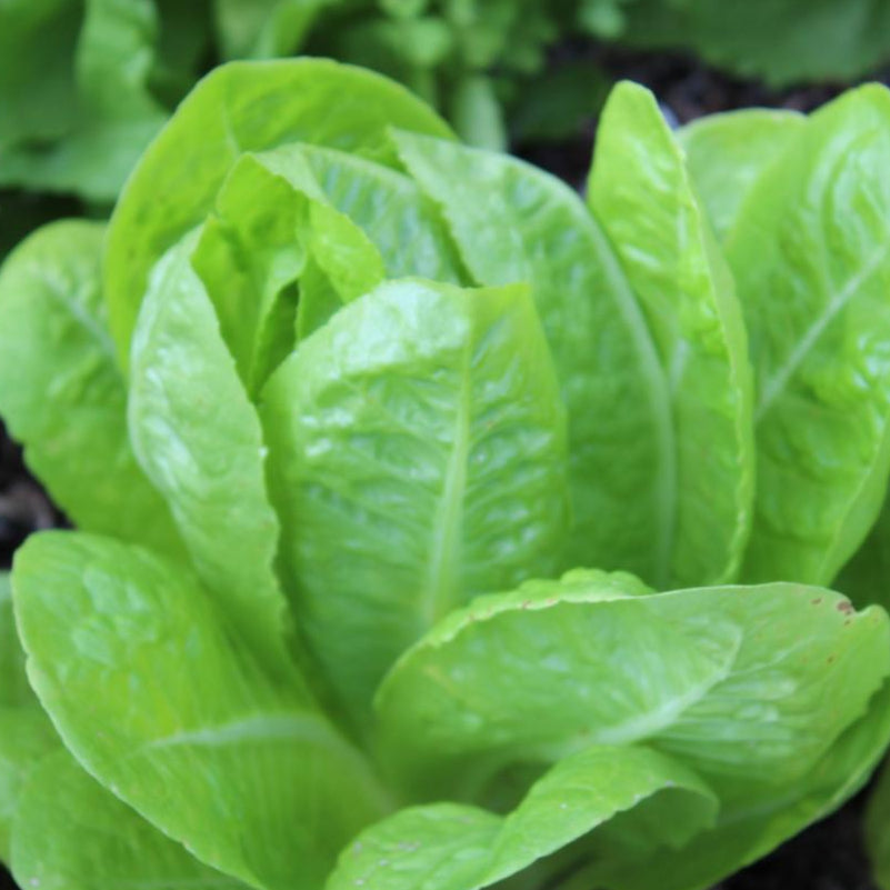 Lettuce Seeds Jericho, ORGANIC Sow True Seed