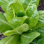 Lettuce Seeds - Jericho, ORGANIC - Sow True Seed