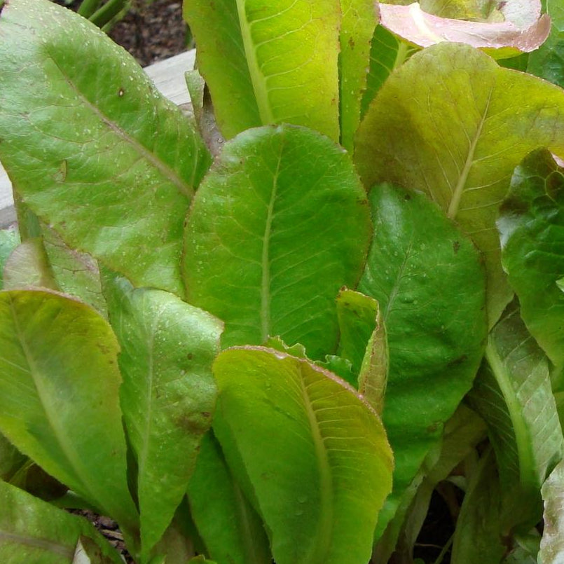 Lettuce Seeds - Merveille 4 Seasons, ORGANIC - Sow True Seed