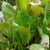 Lettuce Seeds - Merveille 4 Seasons, ORGANIC - Sow True Seed