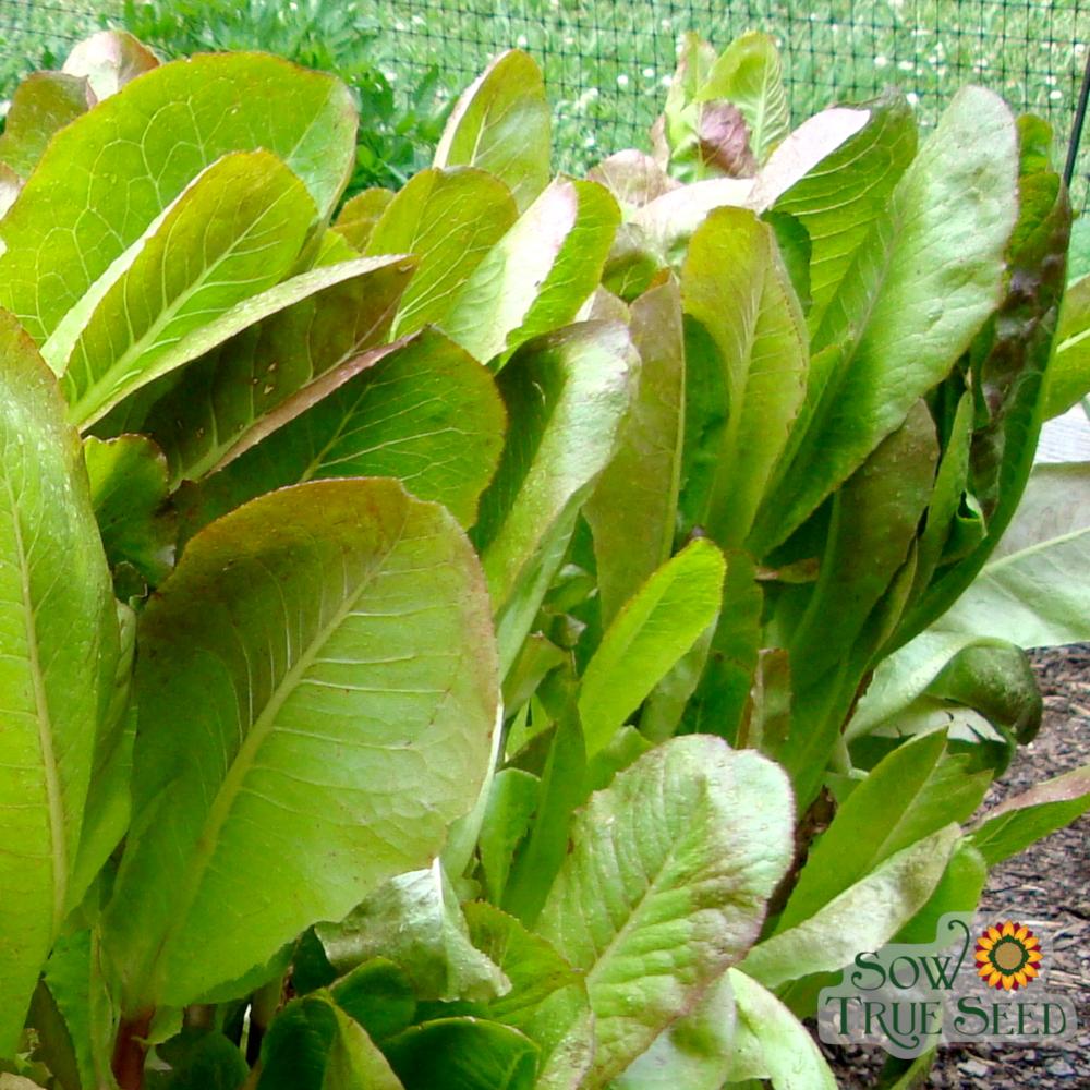 Lettuce Seeds - Merveille 4 Seasons, ORGANIC - Sow True Seed