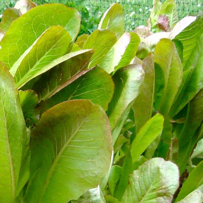 Lettuce Seeds - Merveille 4 Seasons, ORGANIC - Sow True Seed