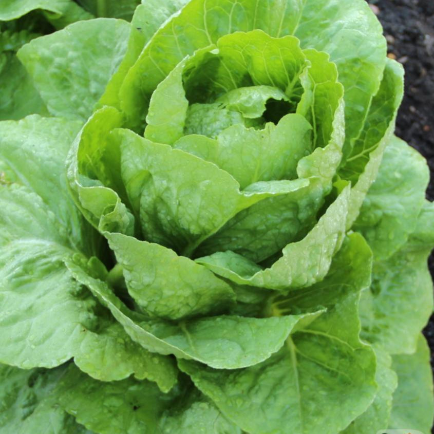 Lettuce Seeds - Parris Island Romaine, Organic - Sow True Seed