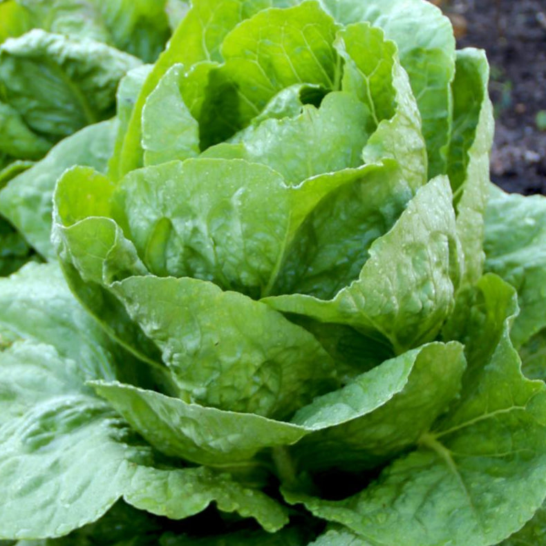 Lettuce Seeds - Parris Island Romaine, Organic - Sow True Seed
