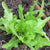 Lettuce Seeds - Italienischer, ORGANIC - Sow True Seed