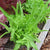 Lettuce Seeds - Italienischer, ORGANIC - Sow True Seed