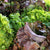 Lettuce Seeds - Chrystal, ORGANIC - Sow True Seed