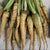 Carrot Seeds - Lunar White - Sow True Seed
