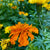 Marigold Seeds - Aztec - Sow True Seed
