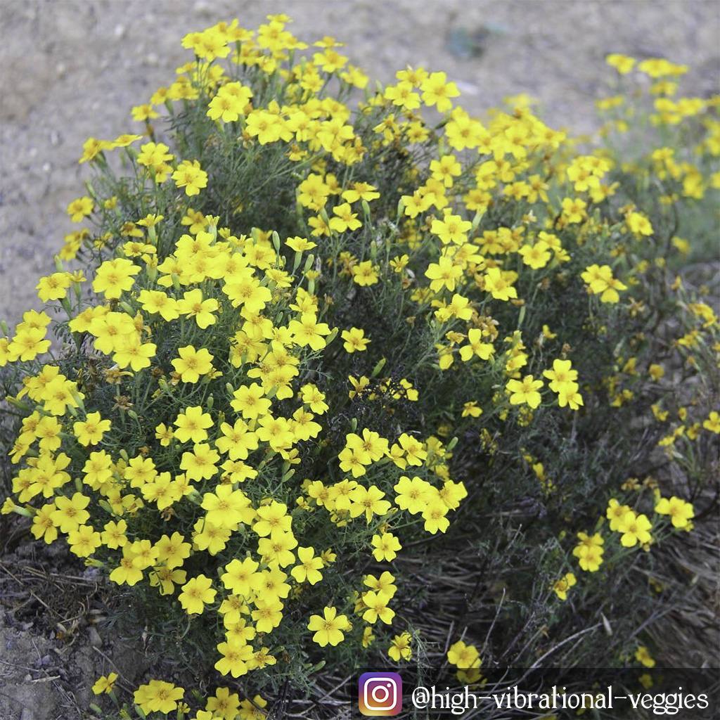 gem marigold seeds Lemon Gem Marigold seeds | Sow True Seed