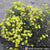 Marigold Seeds - Lemon Gem - Sow True Seed