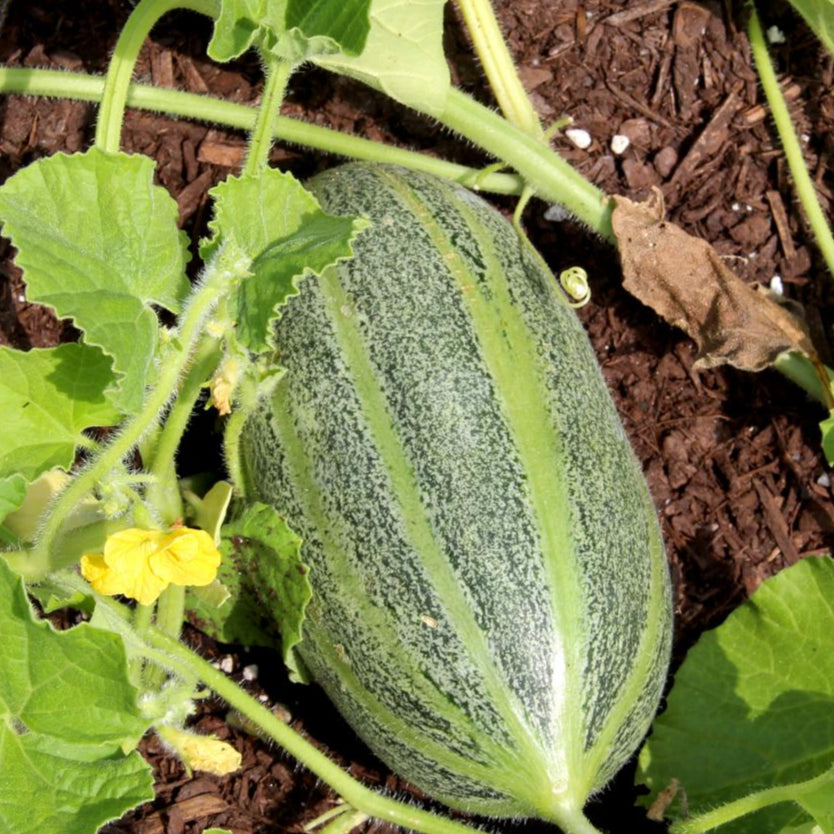 Melon Seeds - Hearts of Gold, ORGANIC - Sow True Seed