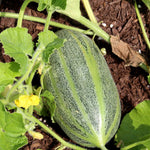 Melon Seeds - Hearts of Gold, ORGANIC - Sow True Seed