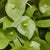 Claytonia - Miner's Lettuce - Sow True Seed