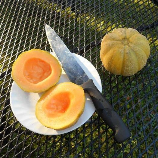 Melon Seeds - Minnesota Midget - Sow True Seed