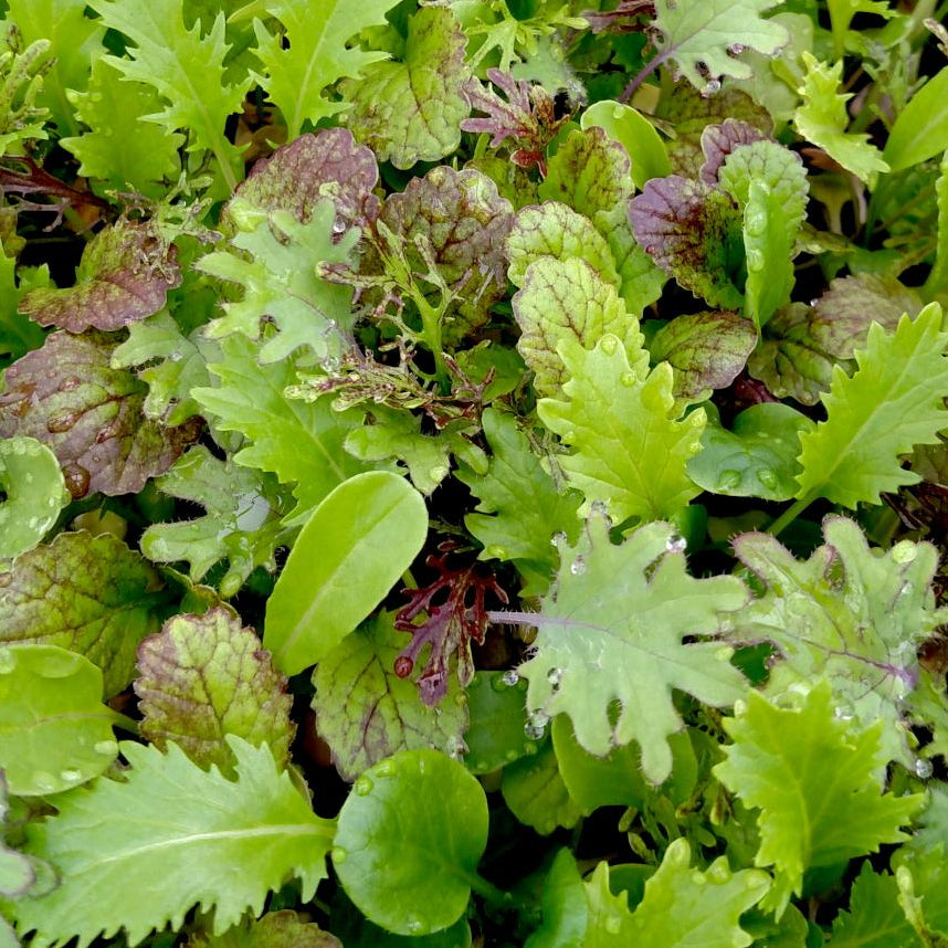 Mixed Greens - Spicy Mesclun Mix - Sow True Seed