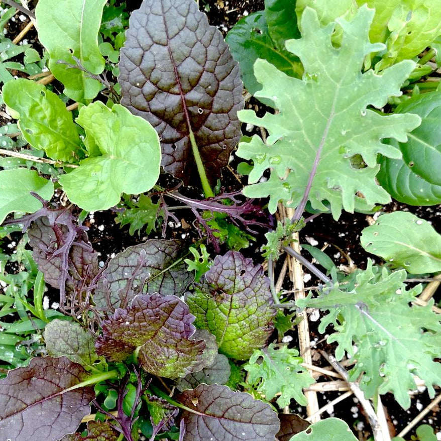 Mixed Greens - Spicy Mesclun Mix - Sow True Seed