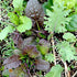 Mixed Greens Seeds - Spicy Mesclun Mix