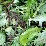 Mixed Greens - Spicy Mesclun Mix - Sow True Seed