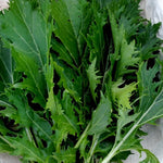 Asian Greens Seeds - Mizuna, ORGANIC - Sow True Seed