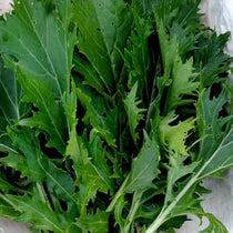 Asian Greens Seeds - Mizuna, ORGANIC - Sow True Seed
