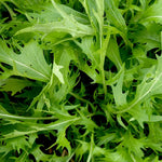 Asian Greens Seeds - Mizuna, ORGANIC - Sow True Seed