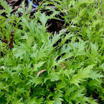 Asian Greens Seeds - Mizuna, ORGANIC - Sow True Seed