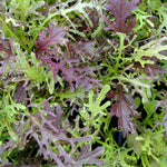 Asian Greens Seeds - Mizuna, Red Streaked - Sow True Seed