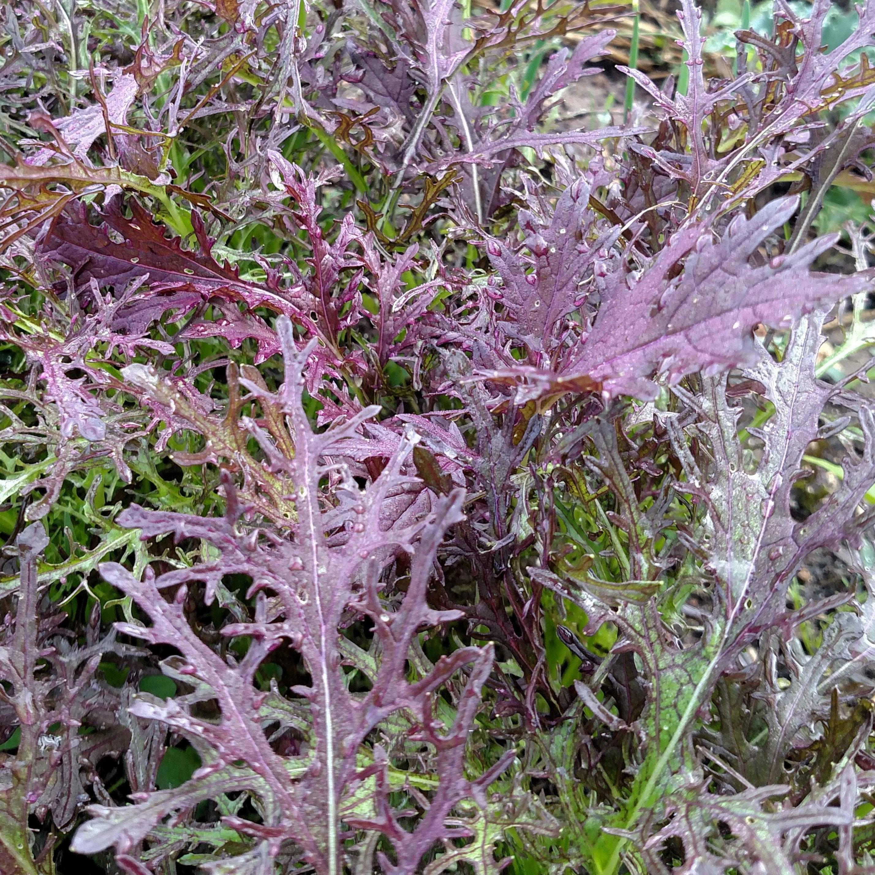 Asian Greens Seeds - Mizuna, Red Streaked - Sow True Seed