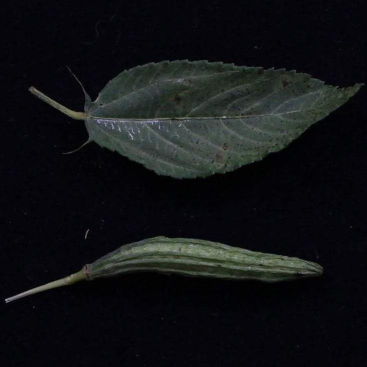 Molokhia Seeds - ORGANIC - Sow True Seed