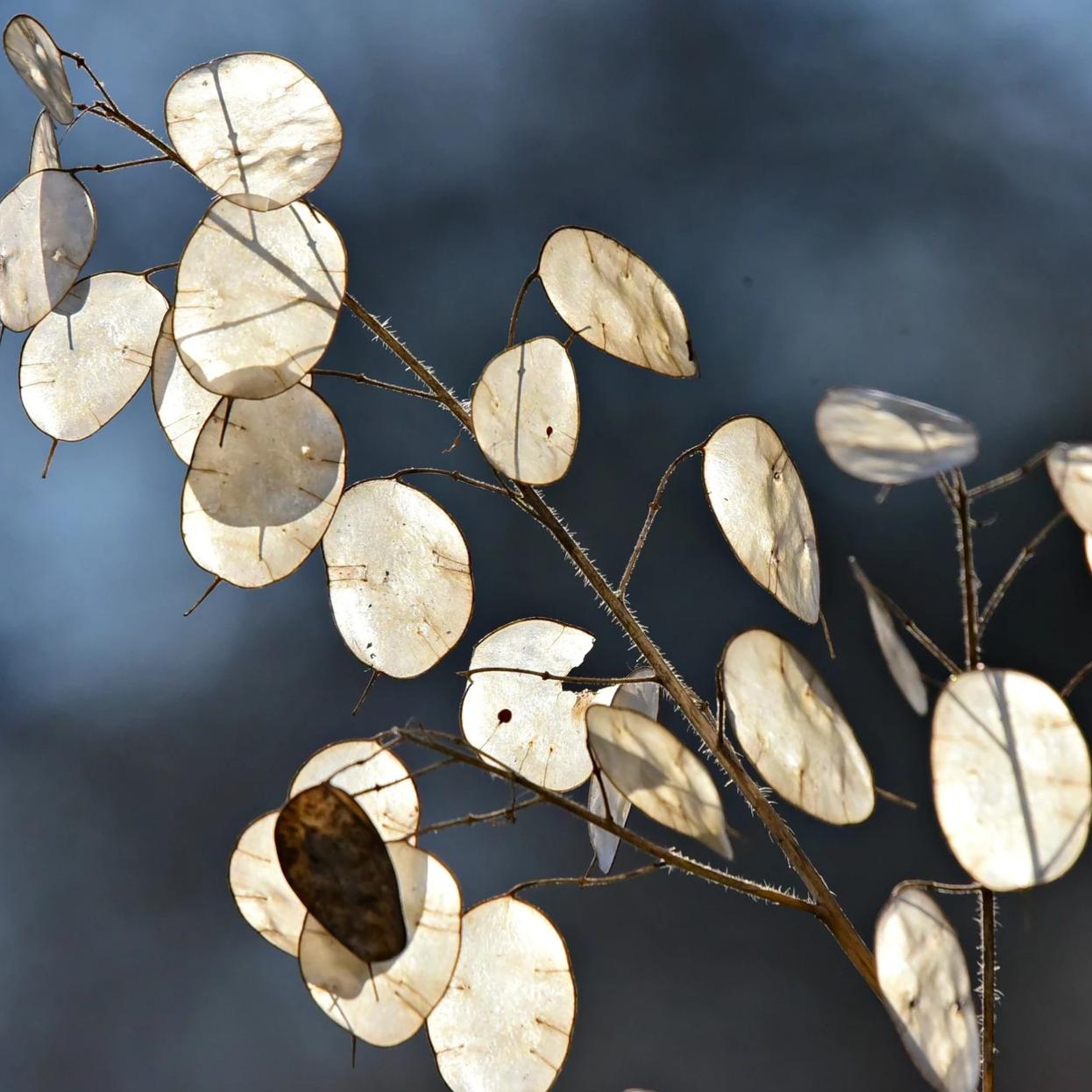 Money Plant Seeds - Sow True Seed