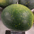 Watermelon - Moon and Stars Red - Sow True Seed