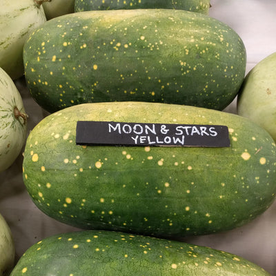Watermelon Seeds - Moon and Stars Yellow
