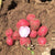 Potato - Mountain Rose - Sow True Seed