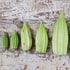 Okra Seeds - Mr. Bill's Big