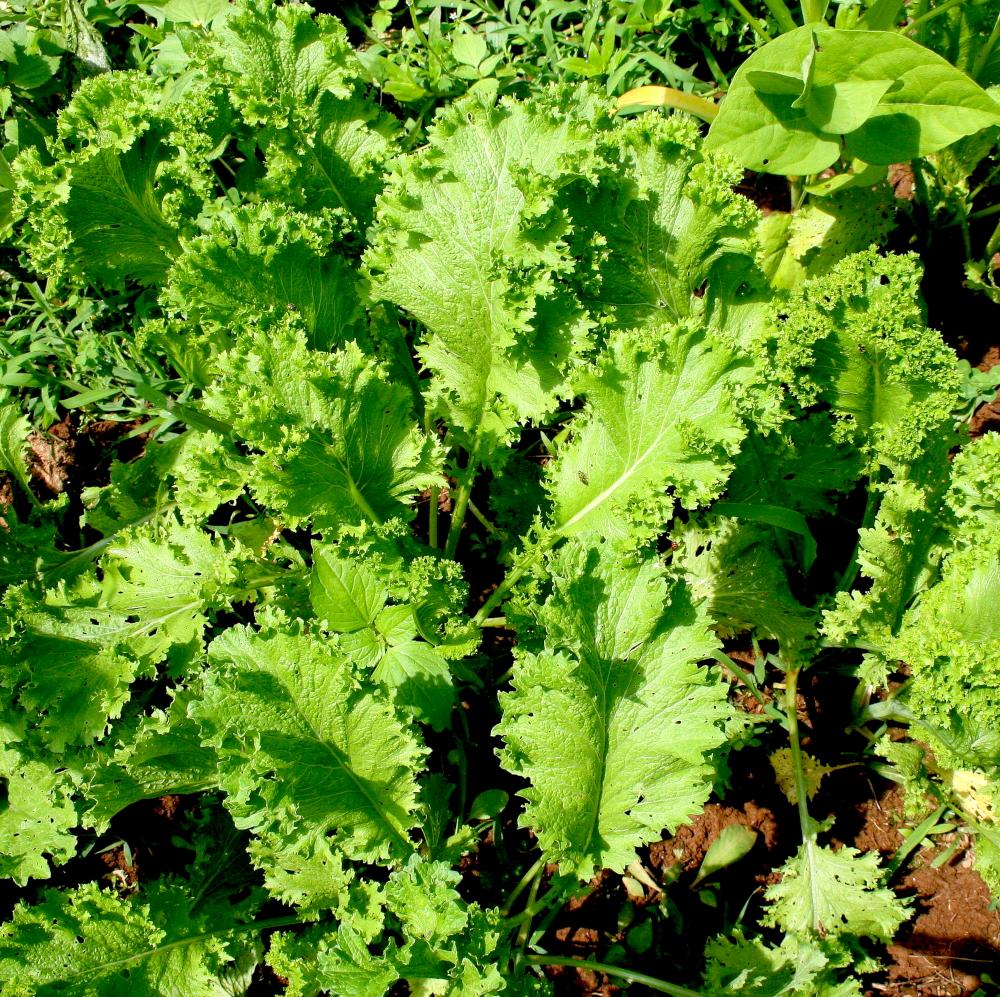 Mustard Greens - Southern Giant Curled - Sow True Seed
