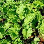 Mustard Greens - Southern Giant Curled - Sow True Seed