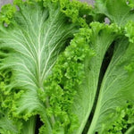 Mustard Greens - Southern Giant Curled - Sow True Seed