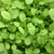 Mustard Greens - Tendergreen, ORGANIC - Sow True Seed