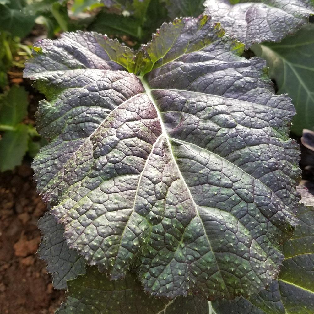Mustard Greens - Cherokee Blue - Sow True Seed