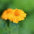 Marigold Seeds - Nematocidal - Sow True Seed
