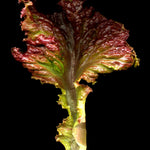 Lettuce Seeds - New Red Fire - Sow True Seed