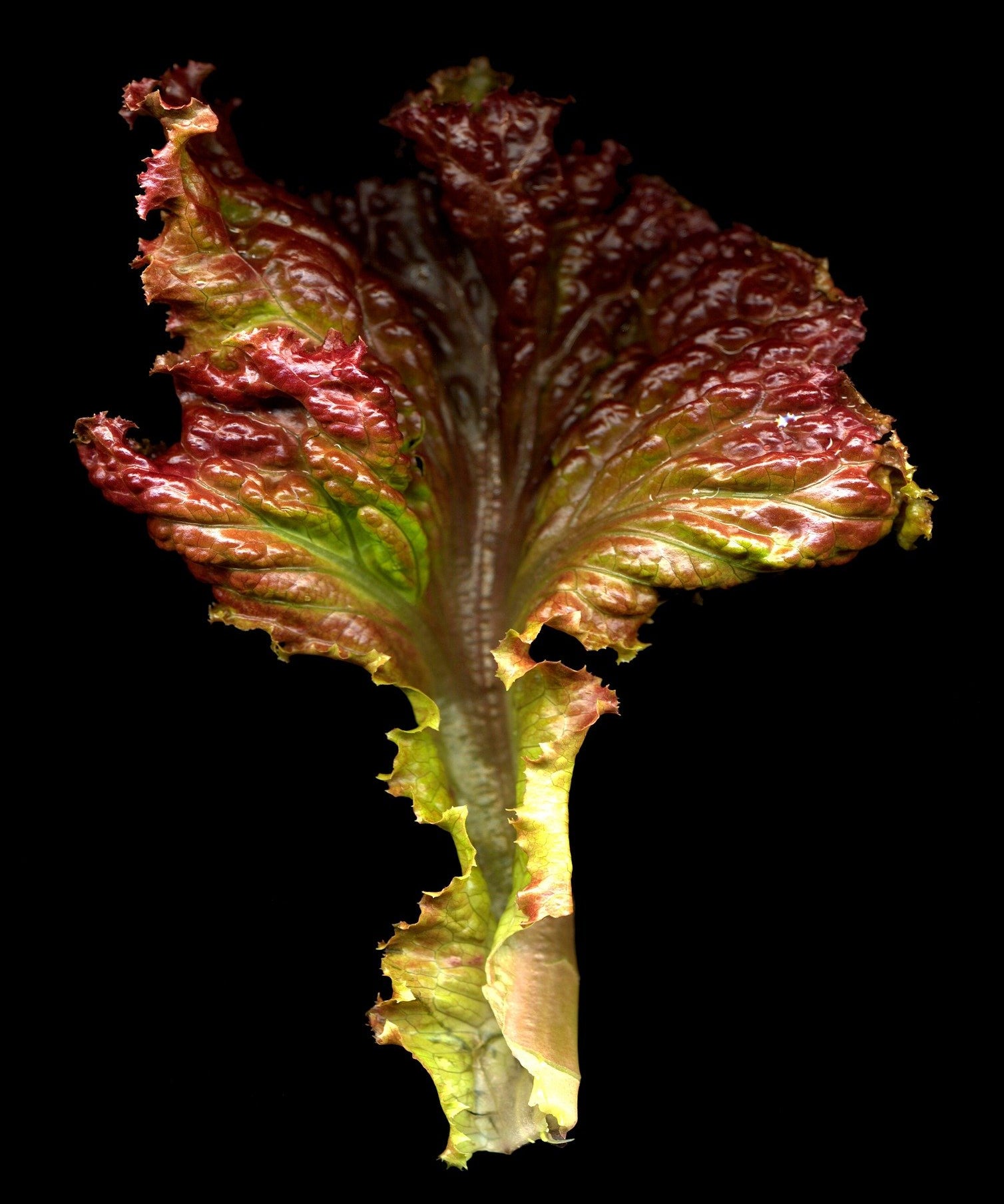 Lettuce Seeds - New Red Fire - Sow True Seed