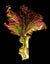 Lettuce Seeds - New Red Fire - Sow True Seed
