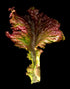Lettuce Seeds - New Red Fire, ORGANIC