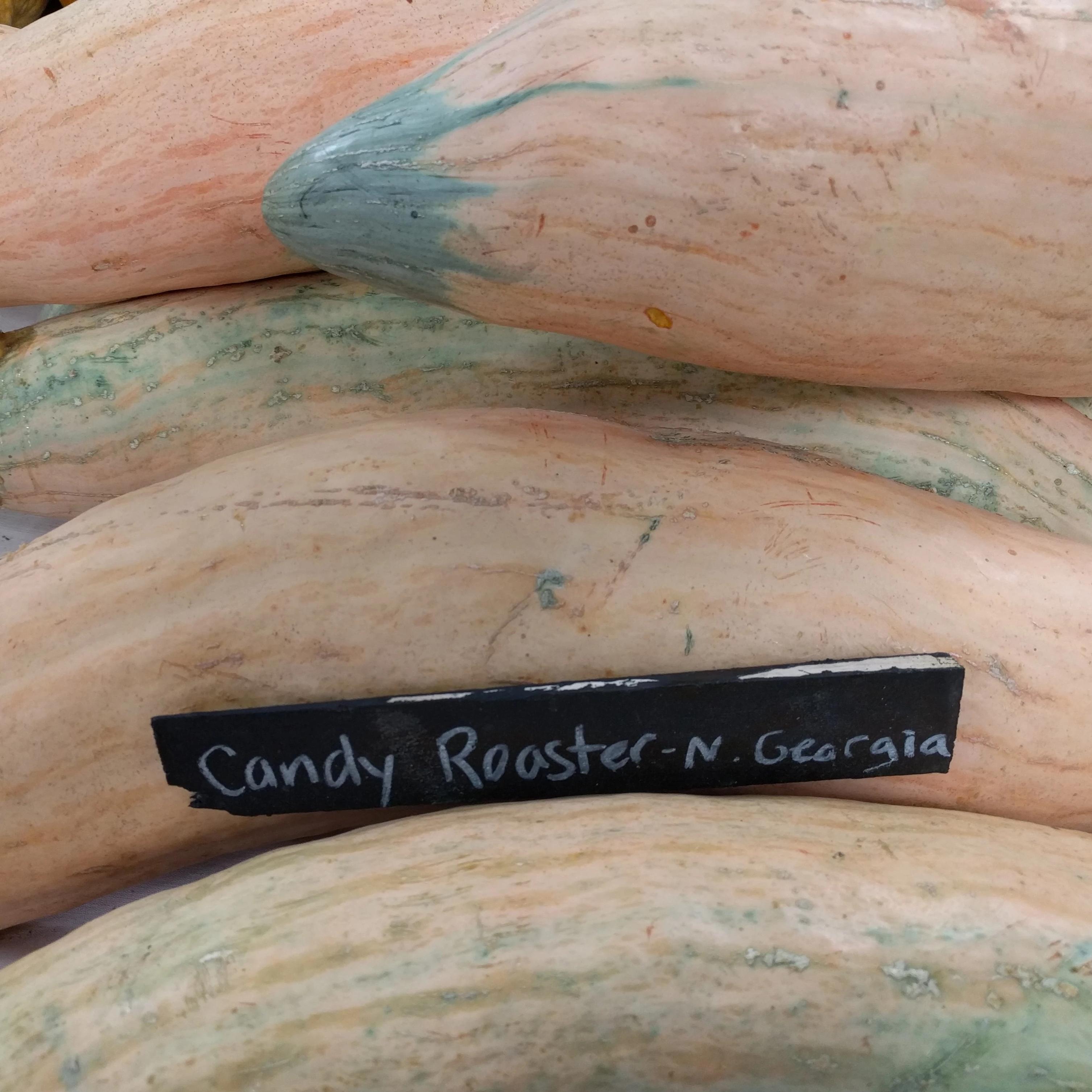 Winter Squash - North Georgia Candy Roaster - Sow True Seed