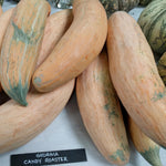 Winter Squash - North Georgia Candy Roaster - Sow True Seed