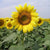 Cover Crop - Oilseed Sunflower - Sow True Seed
