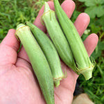Okra Seeds - White Velvet - Sow True Seed